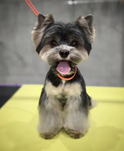 FUTERKOWNIA- Salon dla zwierząt